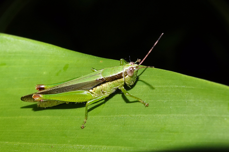 Gesonula punctifrons